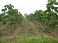 VANZARE PAULOWNIA - VANZARE PAULOWNIA